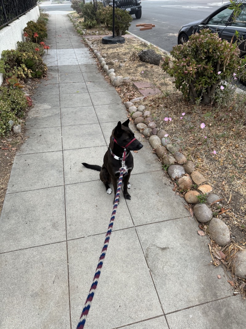 A picture of a black dog named Bowie sitting, taken on July 11 2024 at 6:41 am